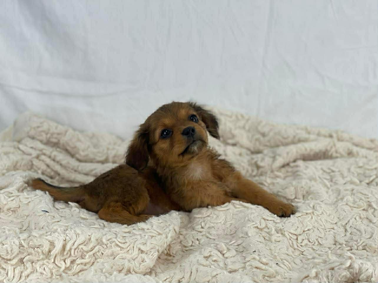 Enlarge Bloom the tiny fluffy puppy, a Adoptable mixed breed in Muskego, WI image 3/4
