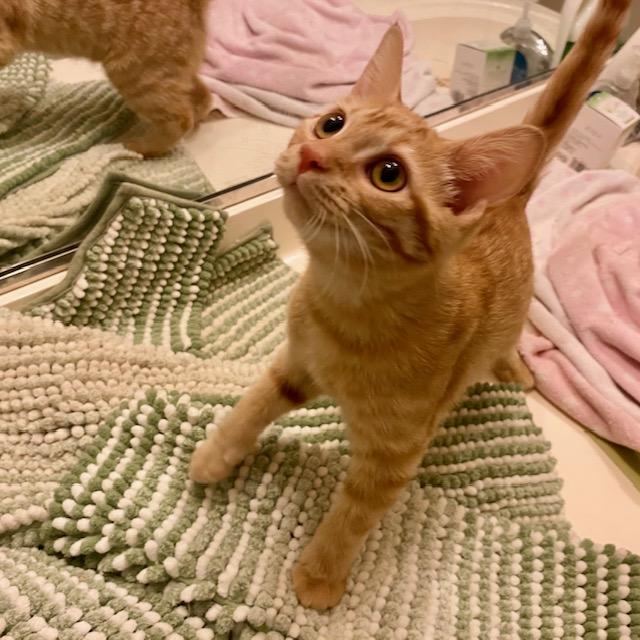 Junebug, a ADOPTABLE mixed breed in Ashland, VA image 3/5