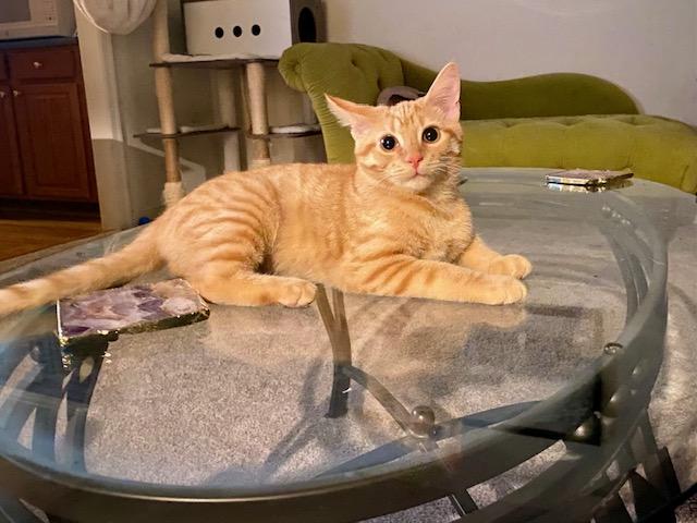 Junebug, ADOPTABLE, Young Female Domestic Short Hair.