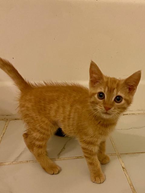 Junebug, ADOPTABLE, Kitten Female Domestic Short Hair.