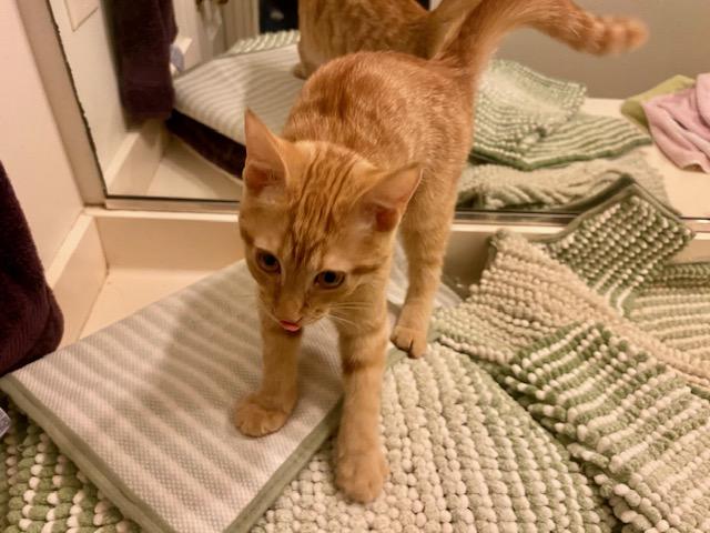 Junebug, a ADOPTABLE mixed breed in Ashland, VA image 4/5
