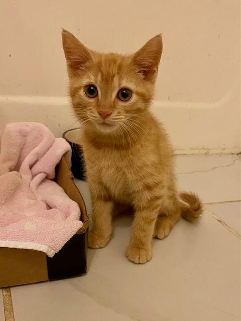Enlarge Junebug, a ADOPTABLE mixed breed in Ashland, VA image 1/5