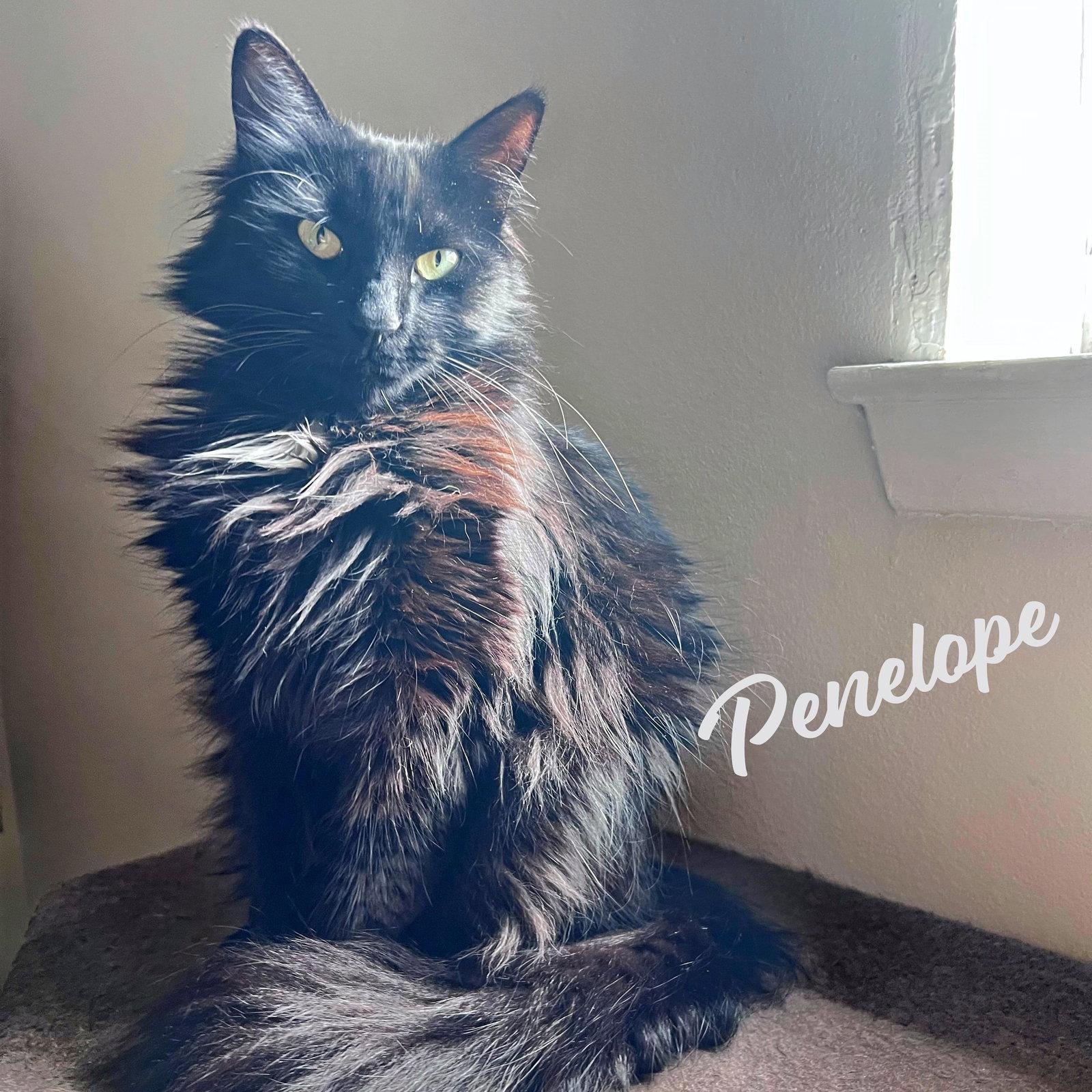 Enlarge Penelope #resilient-sweetheart, a Adopted mixed breed in Houston, TX image 1/3
