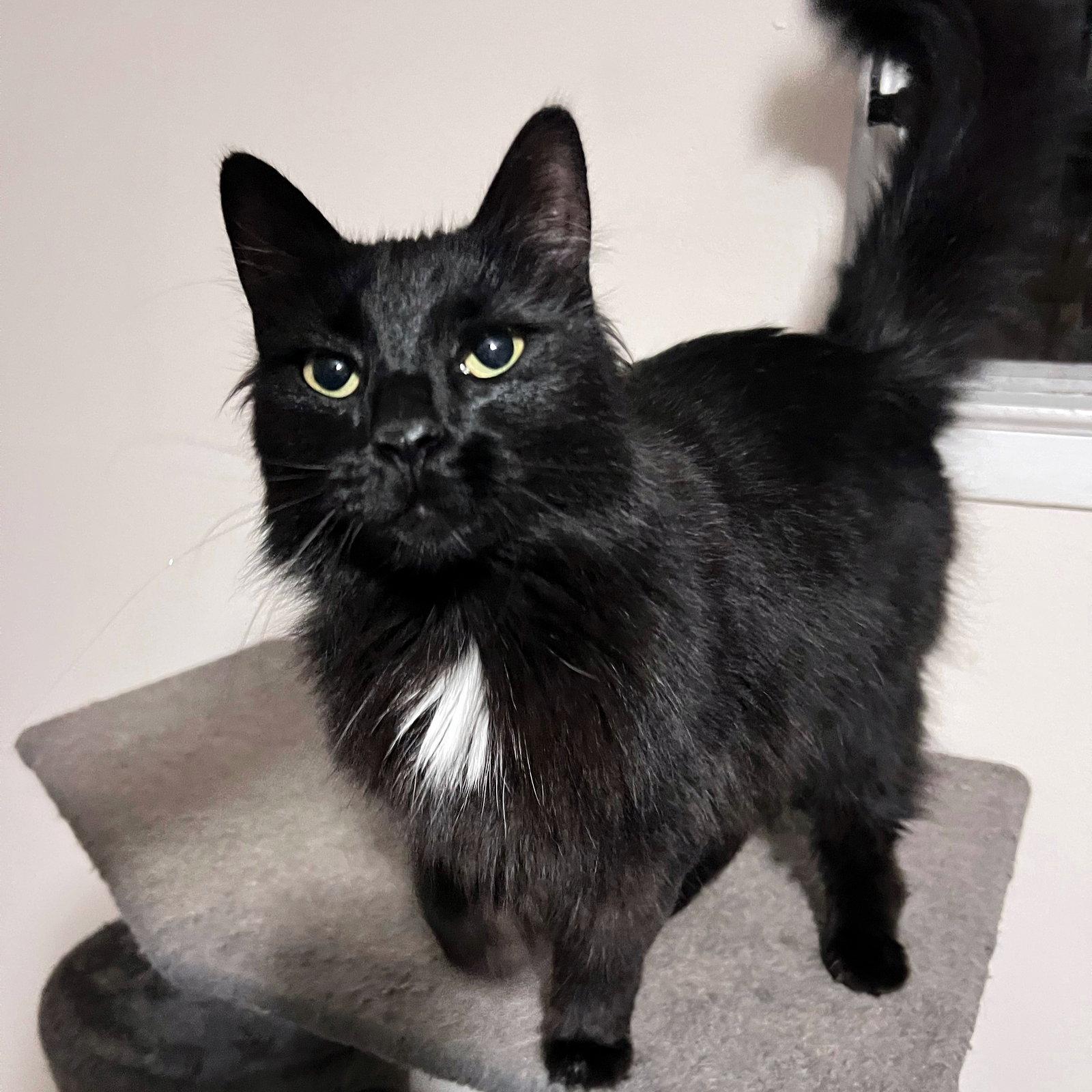 Enlarge Penelope #resilient-sweetheart, a Adopted mixed breed in Houston, TX image 3/3