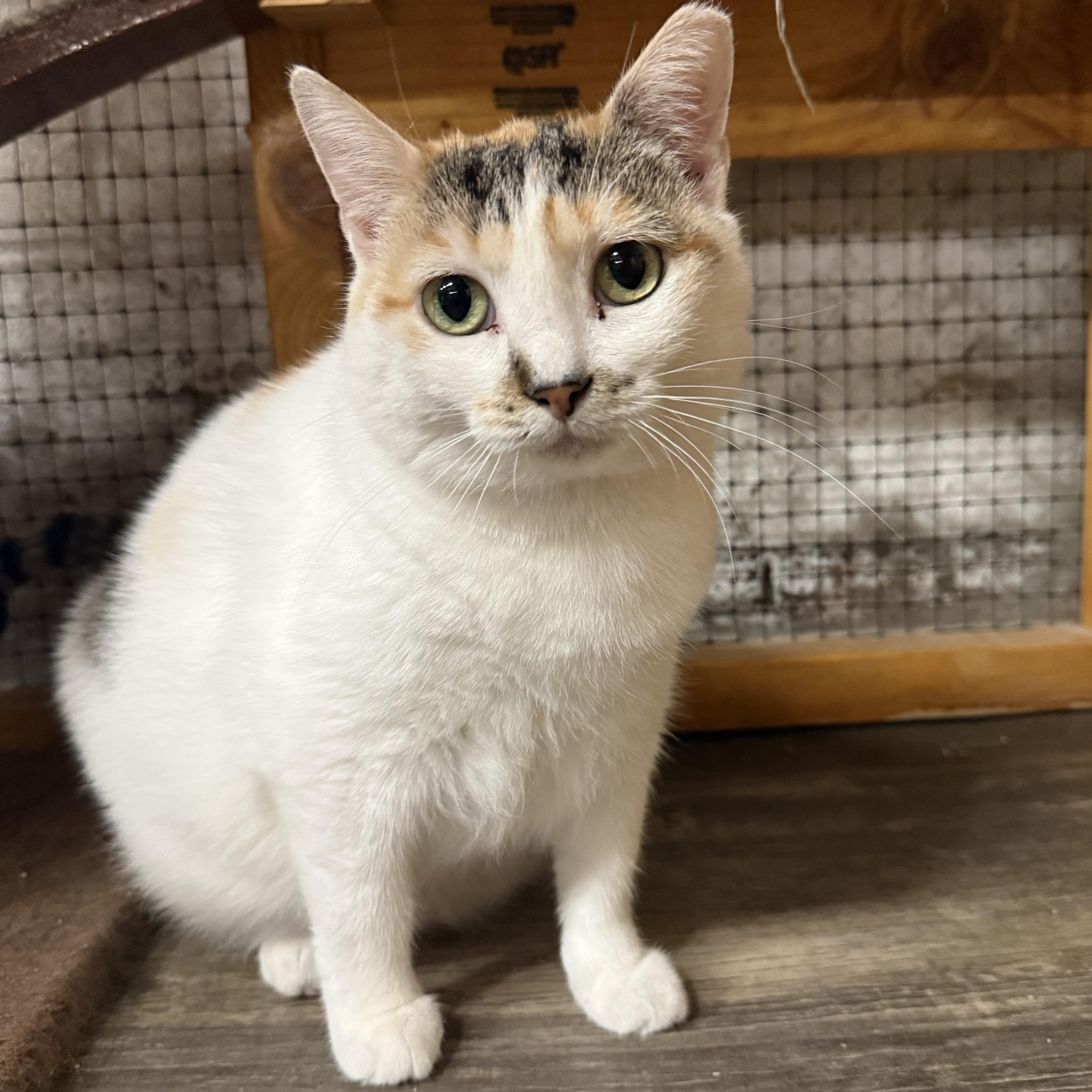 Enlarge Muffin, a Adoptable Domestic Short Hair in East Amherst, NY image 4/6