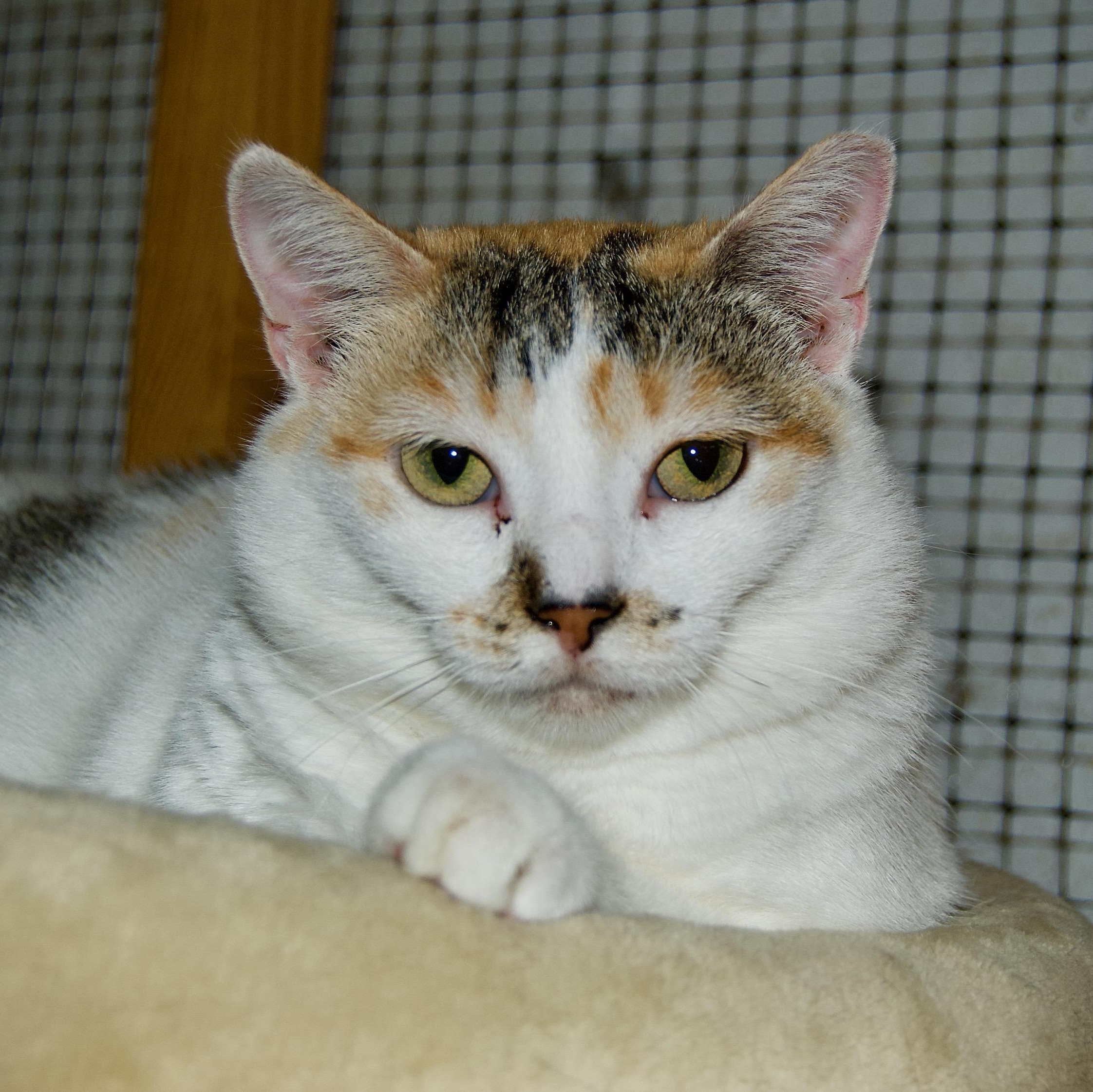 Muffin, Adoptable, Adult Female Domestic Short Hair.