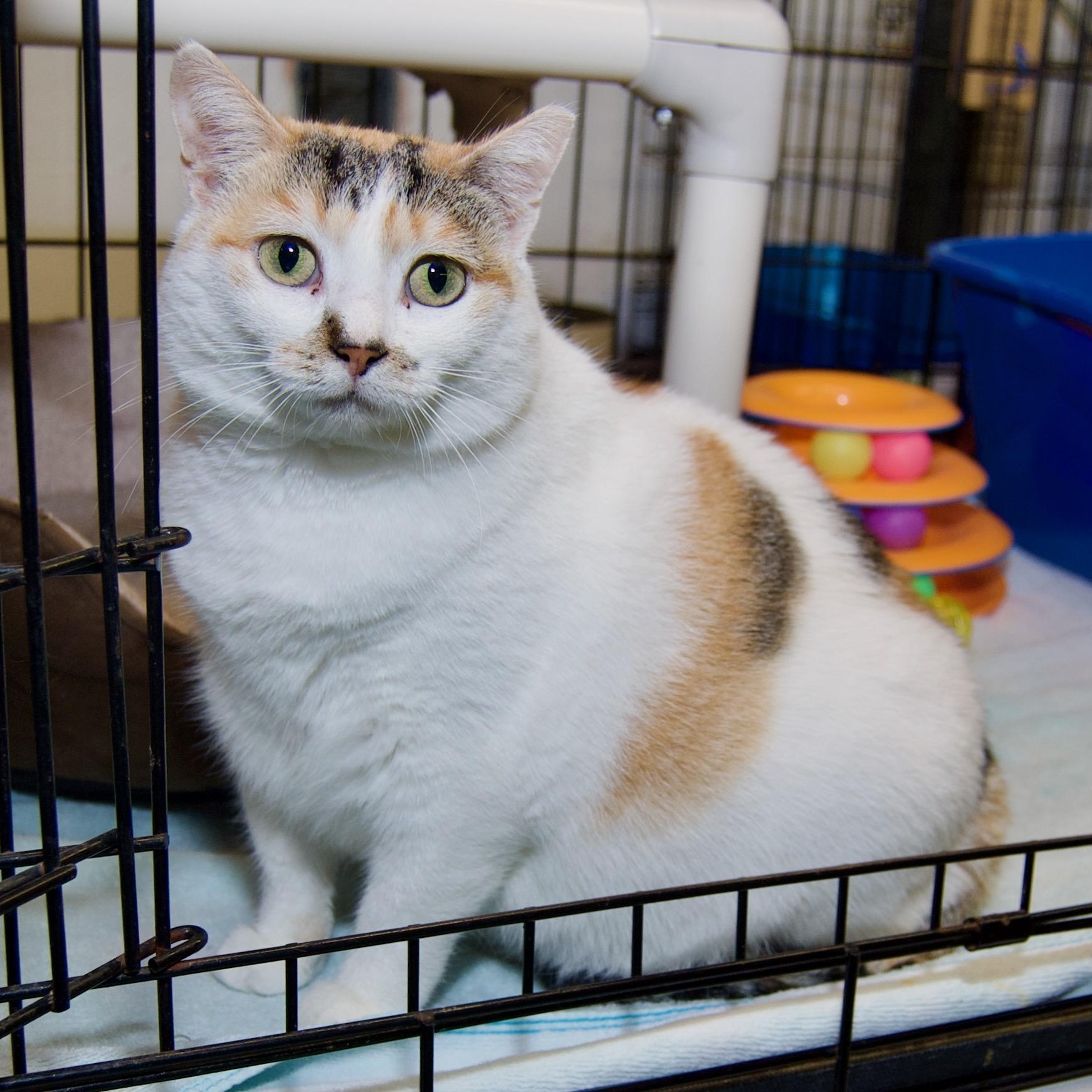 Muffin, Adoptable, Adult Female Domestic Short Hair.