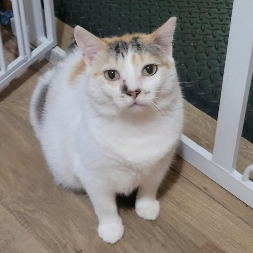 Enlarge Muffin, a Adoptable Domestic Short Hair in East Amherst, NY image 5/6