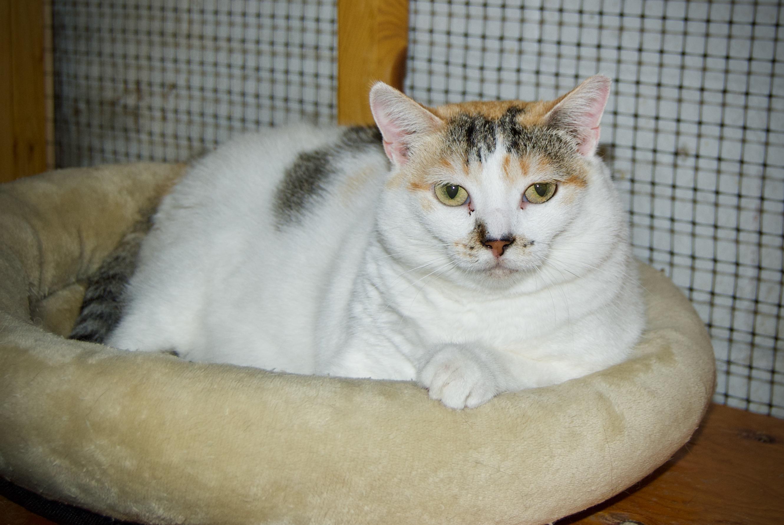 Enlarge Muffin, a Adoptable Domestic Short Hair in East Amherst, NY image 3/6