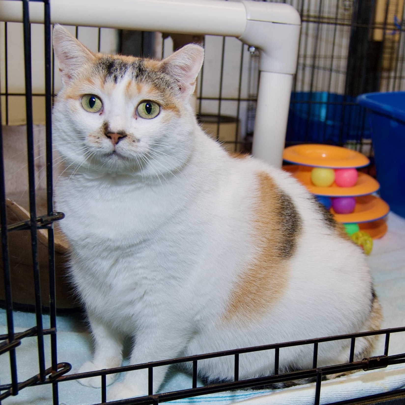 Enlarge Muffin, a Adoptable Domestic Short Hair in East Amherst, NY image 6/6