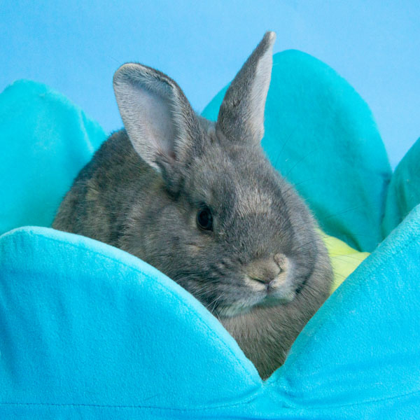 Enlarge McIntosh, a Adoptable Bunny Rabbit in Whittaker, MI image 1/4