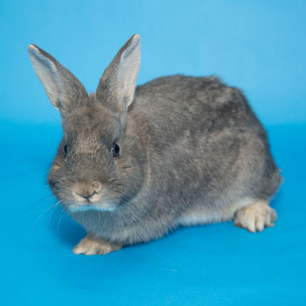McIntosh, Adoptable, Young Male Bunny Rabbit.
