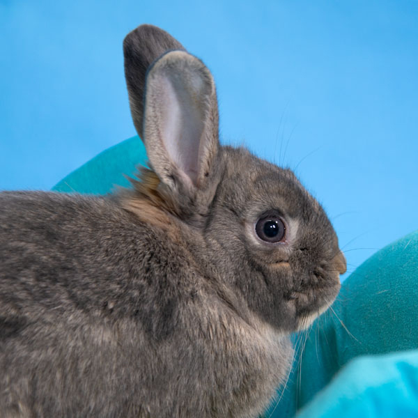 Enlarge McIntosh, a Adoptable Bunny Rabbit in Whittaker, MI image 3/4