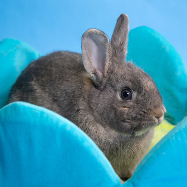 Enlarge McIntosh, a Adoptable Bunny Rabbit in Whittaker, MI image 4/4