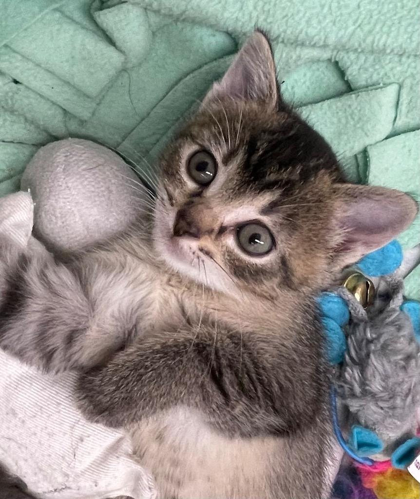 Havarti, Adoptable, Kitten Female Domestic Short Hair.