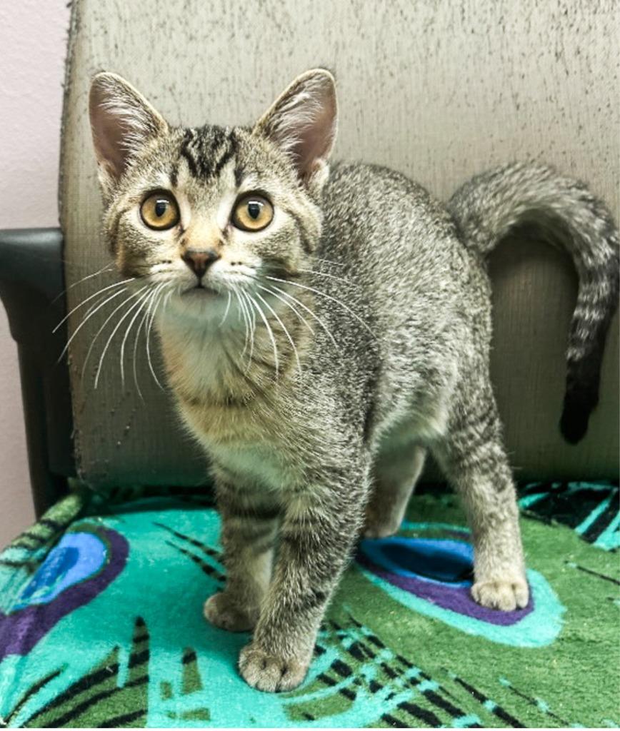 Havarti, Adoptable, Kitten Female Domestic Short Hair.