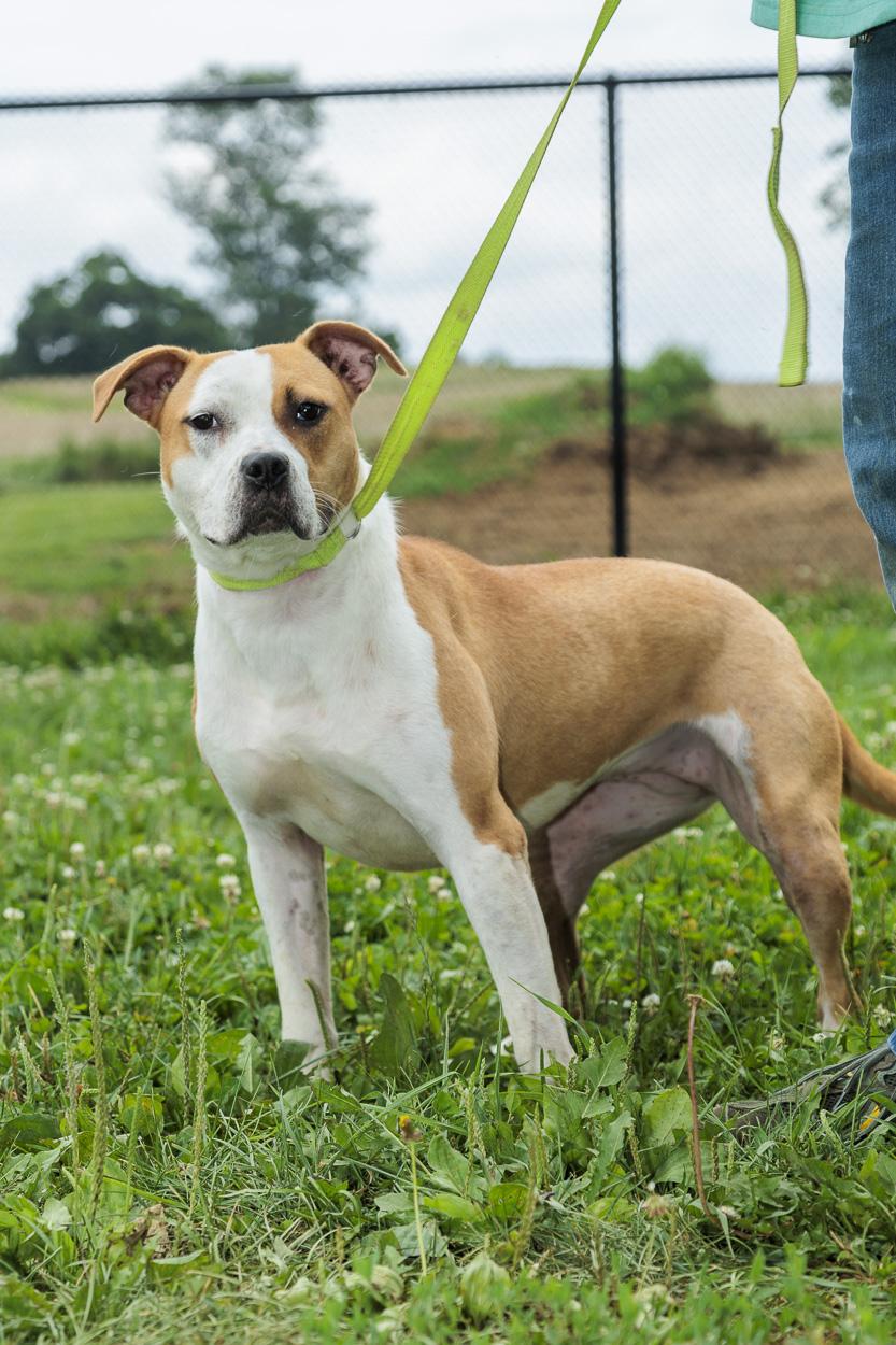 Kendall, Adoptable, Young Female Pit Bull Terrier.