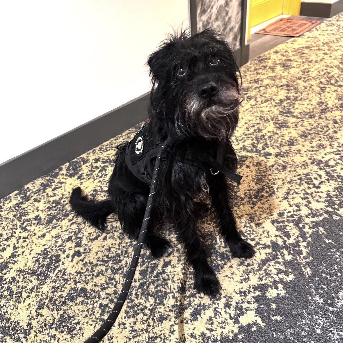 CHERRY - Friendly, spayed, medium size - a catch, Adopted, Adult Female Terrier & Schnauzer.