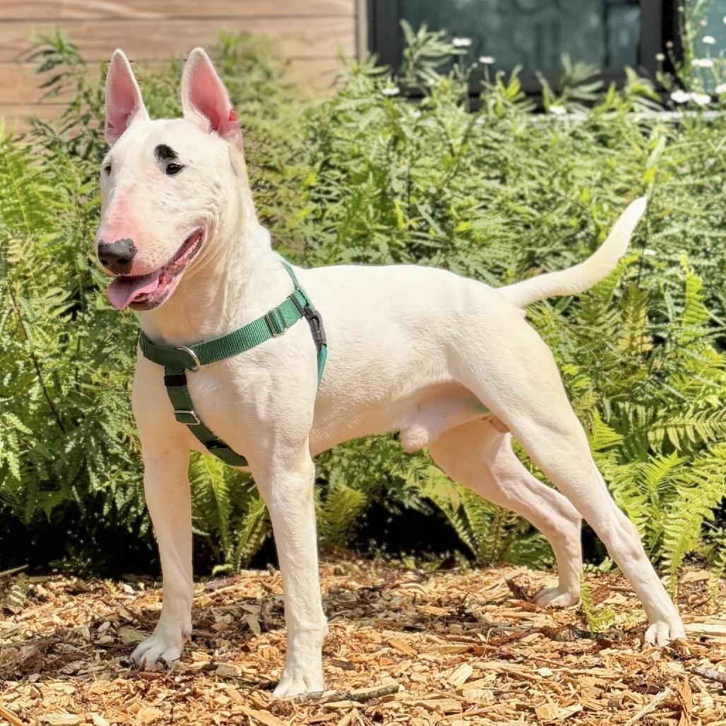 Billy, Adoptable, Adult Male Bull Terrier.