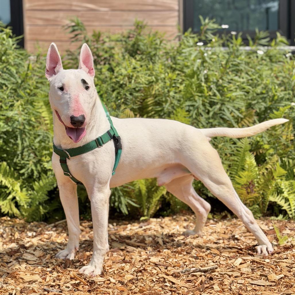 Enlarge Billy, a Adoptable Bull Terrier in East Hampton, NY image 2/6