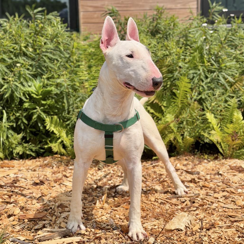 Enlarge Billy, a Adoptable Bull Terrier in East Hampton, NY image 3/6