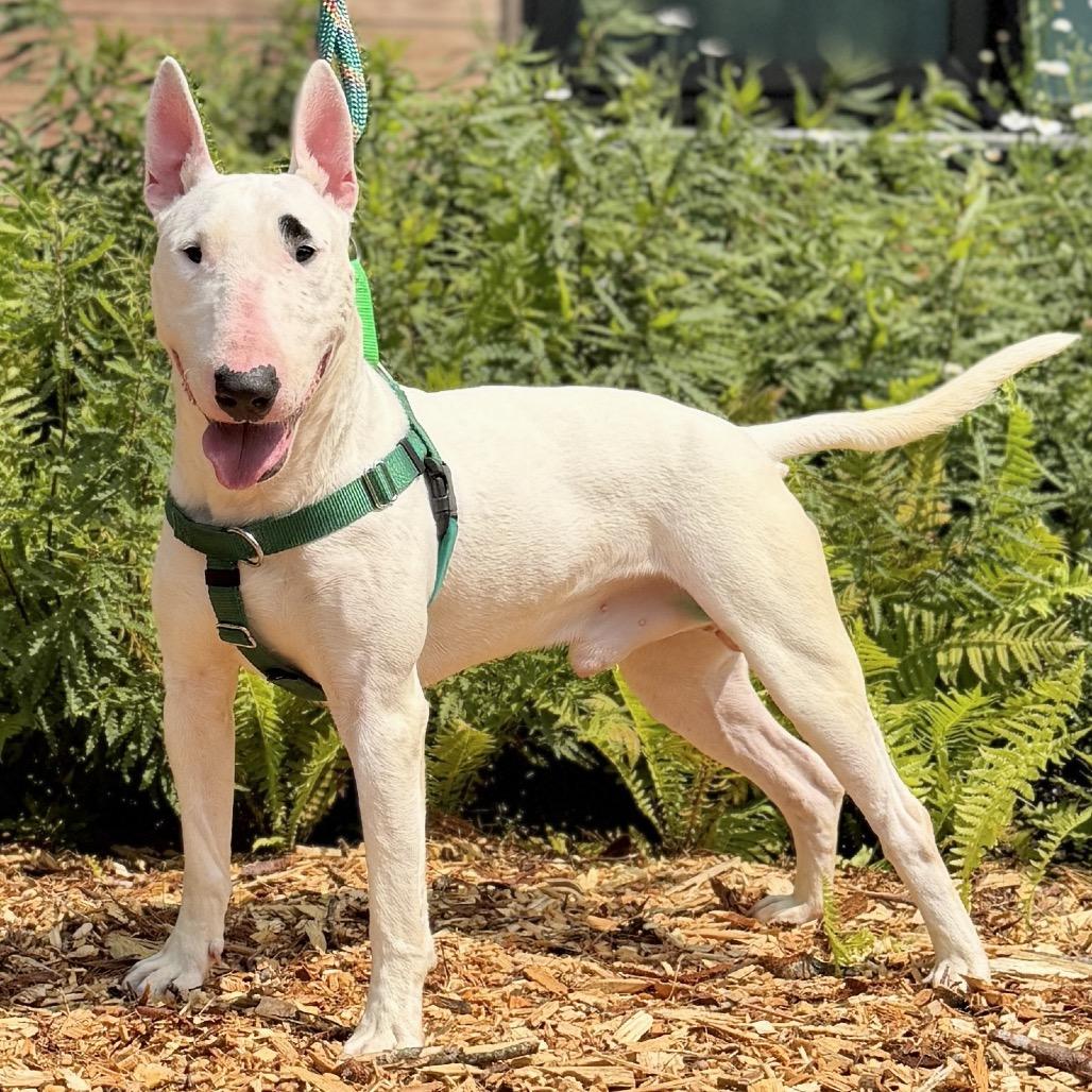 Enlarge Billy, a Adoptable Bull Terrier in East Hampton, NY image 4/6