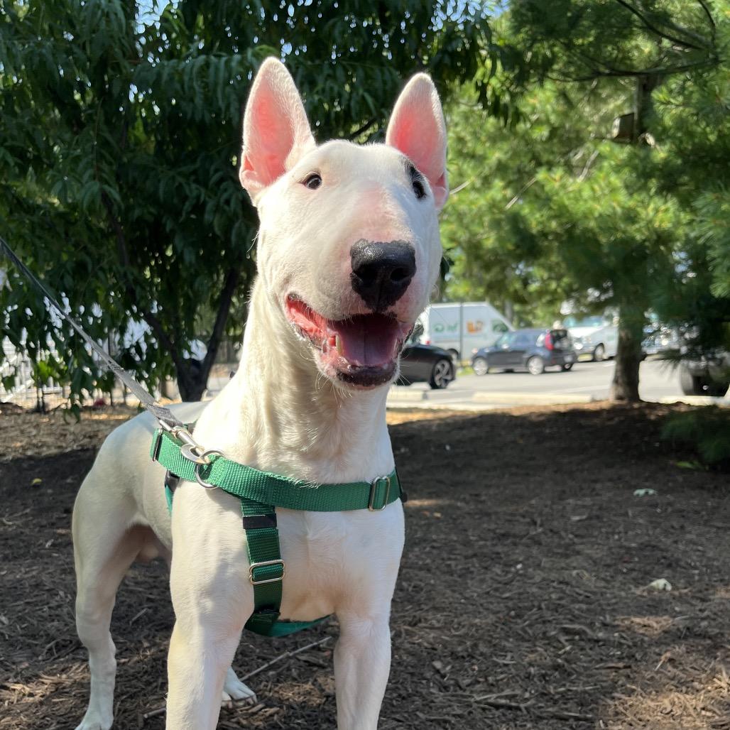 Enlarge Billy, a Adoptable Bull Terrier in East Hampton, NY image 5/6