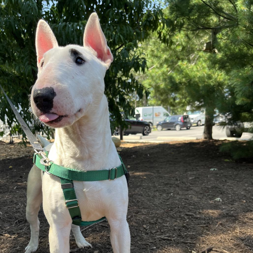 Enlarge Billy, a Adoptable Bull Terrier in East Hampton, NY image 6/6