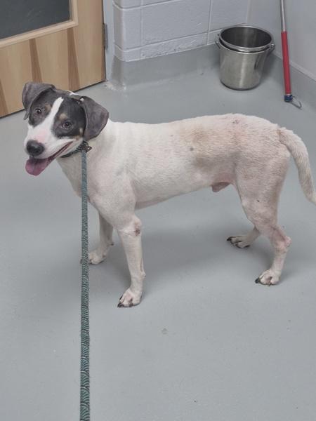 Enlarge Vc-2 Goblin, a Adoptable mixed breed in Lawrenceville, GA image 1/1