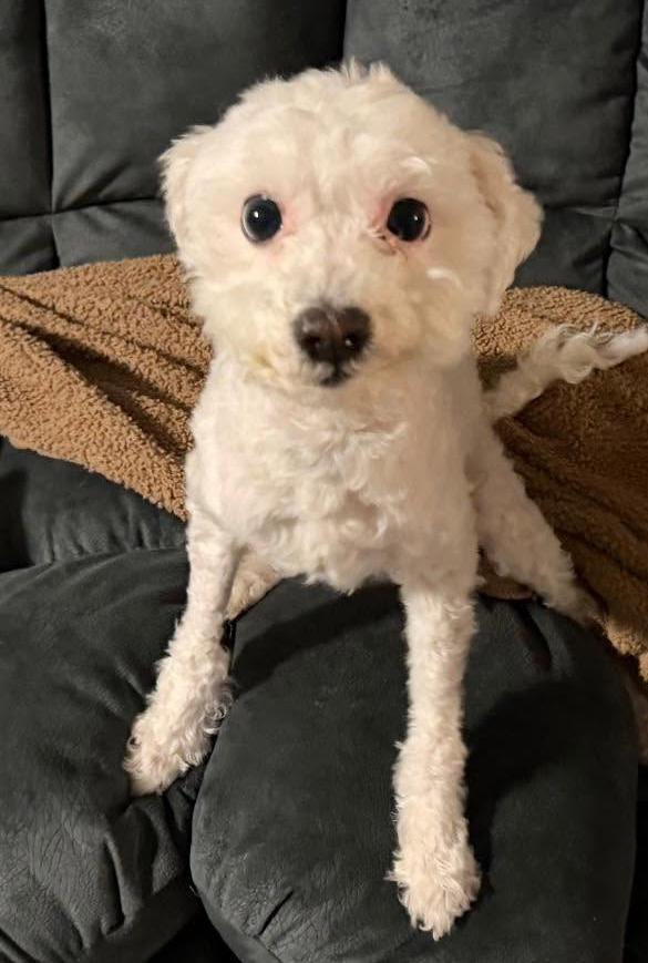 Diva, Adoptable, Senior Female Poodle & Maltese.