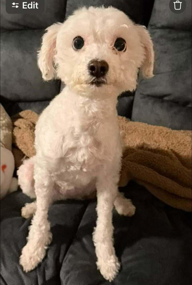 Enlarge Diva, a Adoptable mixed breed in Huntington, NY image 2/3