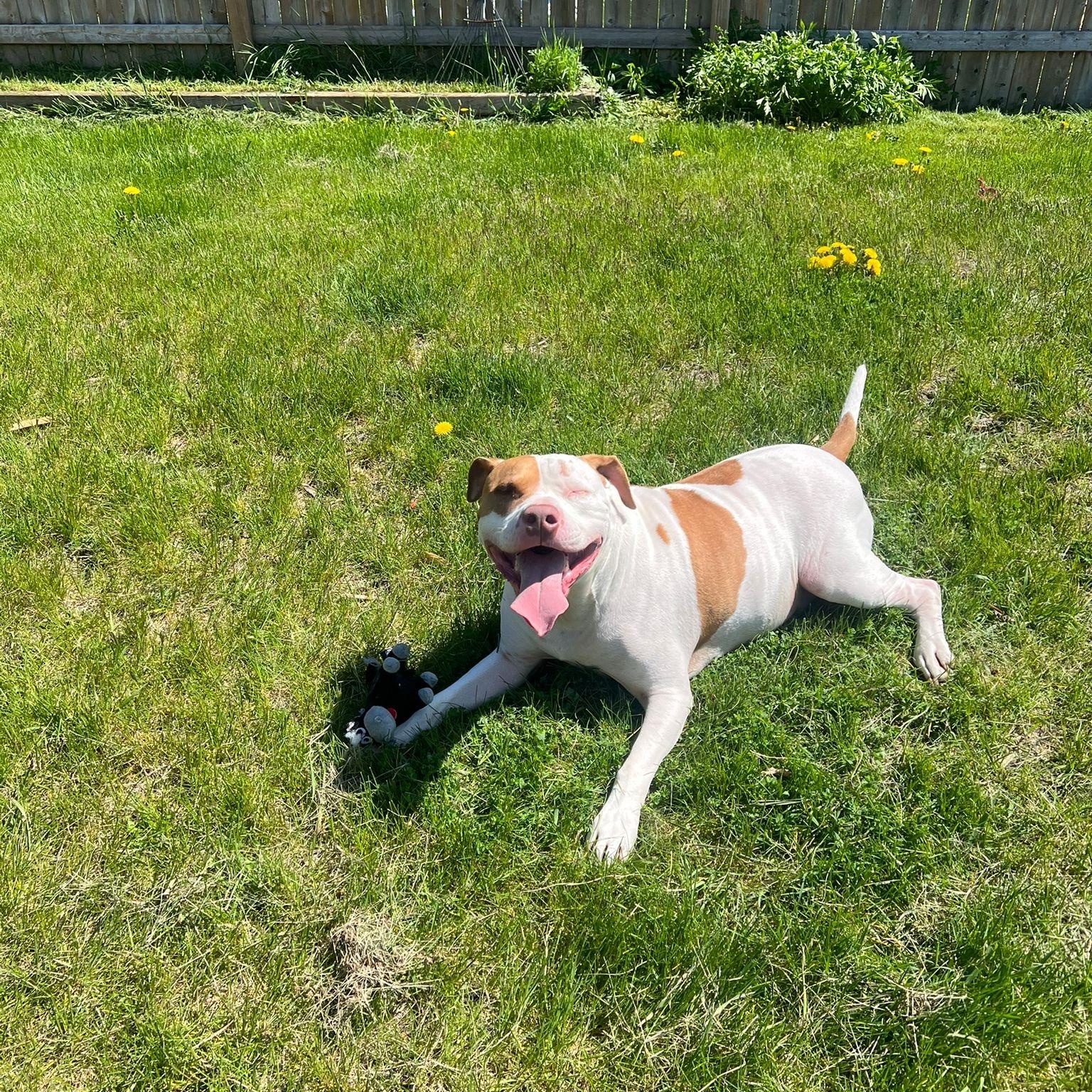 Enlarge Rocky, a ADOPTABLE American Bully in London, ON image 3/4