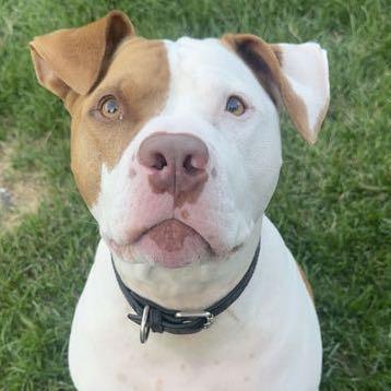 Enlarge Rocky, a ADOPTABLE American Bully in London, ON image 1/1
