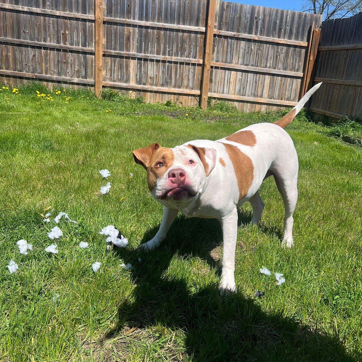 Enlarge Rocky, a ADOPTABLE American Bully in London, ON image 2/4