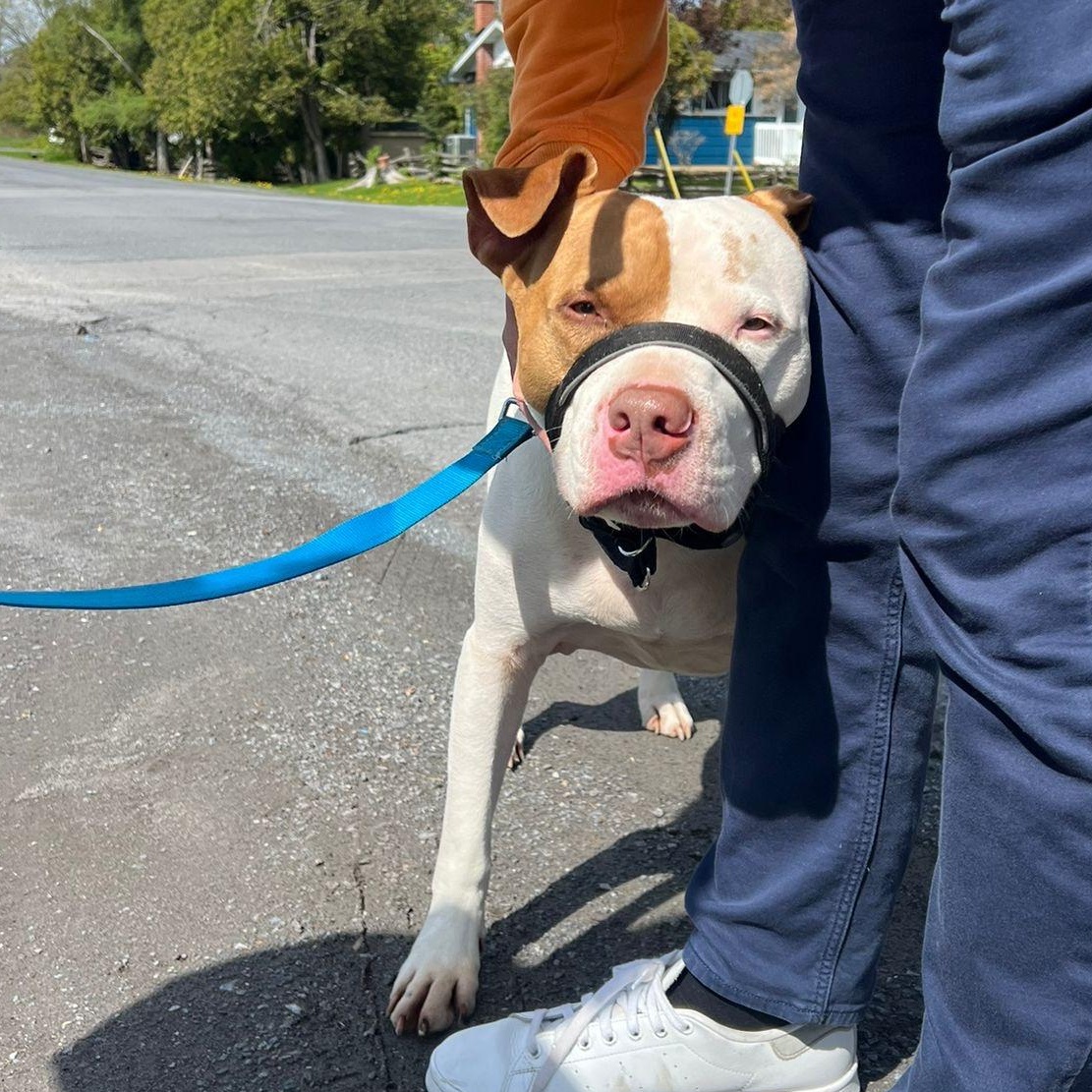 Enlarge Rocky, a ADOPTABLE American Bully in London, ON image 4/4