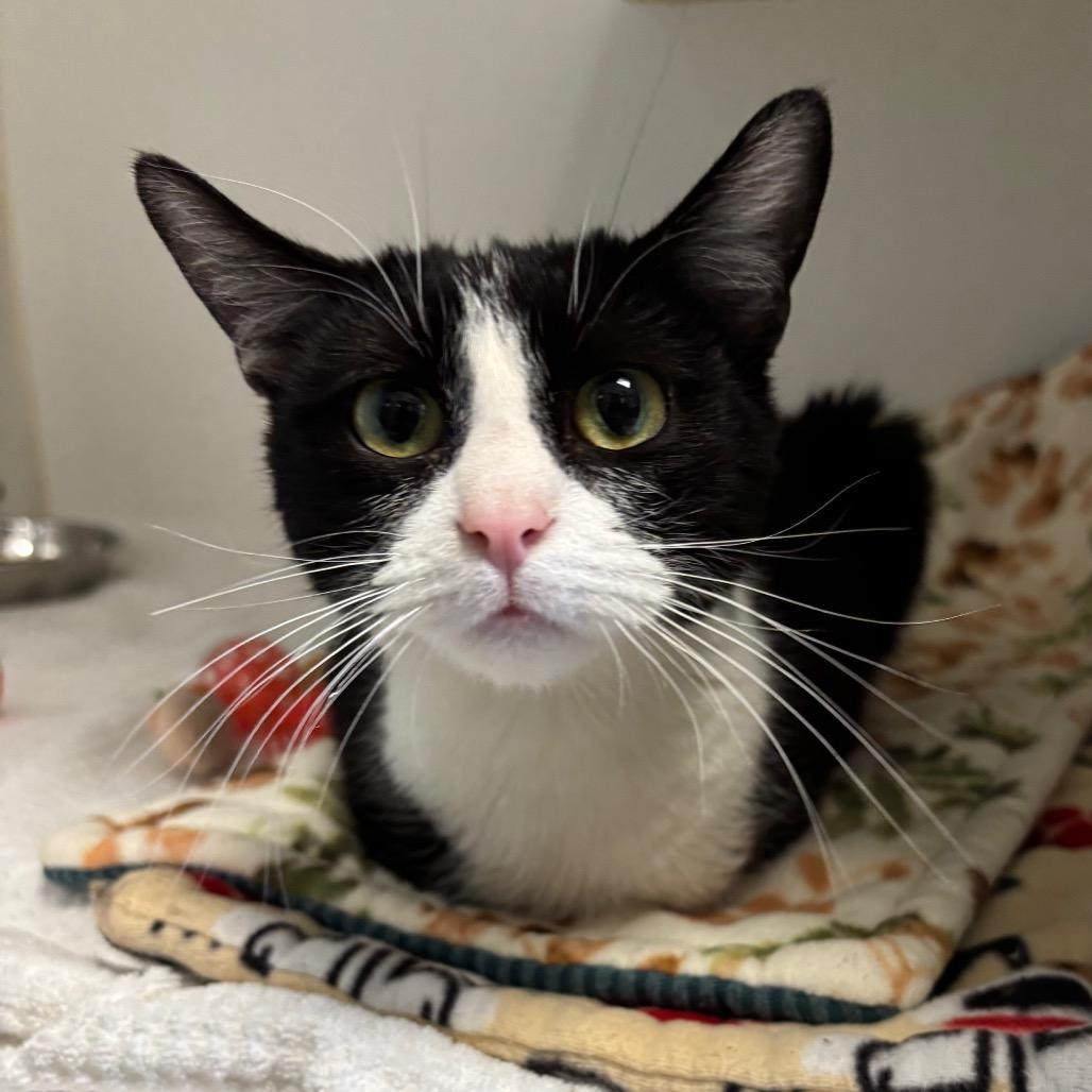 Angelica, Adoptable, Young Female Domestic Short Hair.