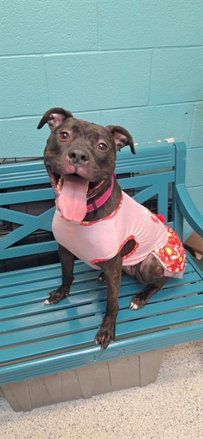 Enlarge DAISY, a Adoptable Pit Bull Terrier in Bowling Green, OH image 1/1