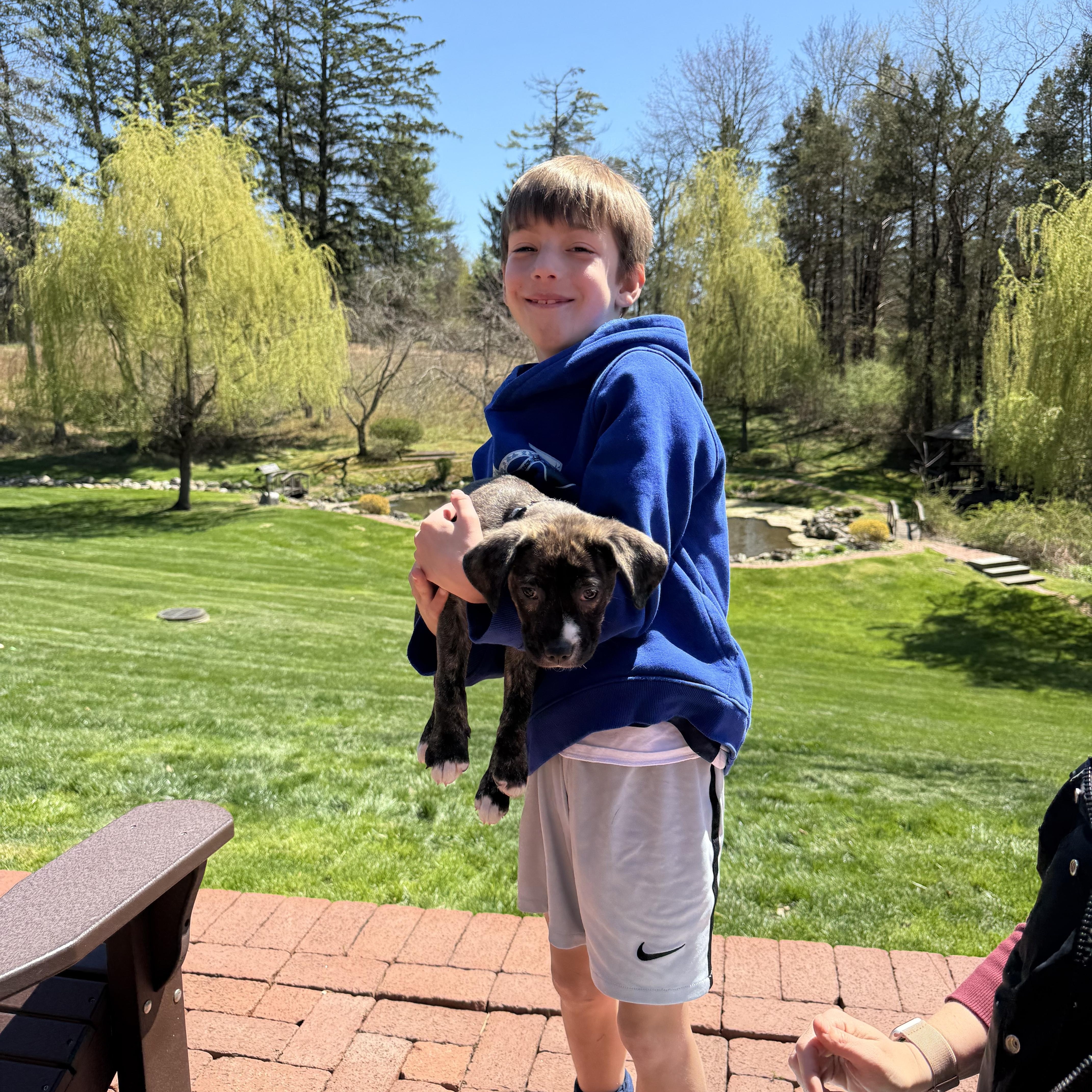 Enlarge Bailey, a Adoptable mixed breed in Randolph, NJ image 5/6