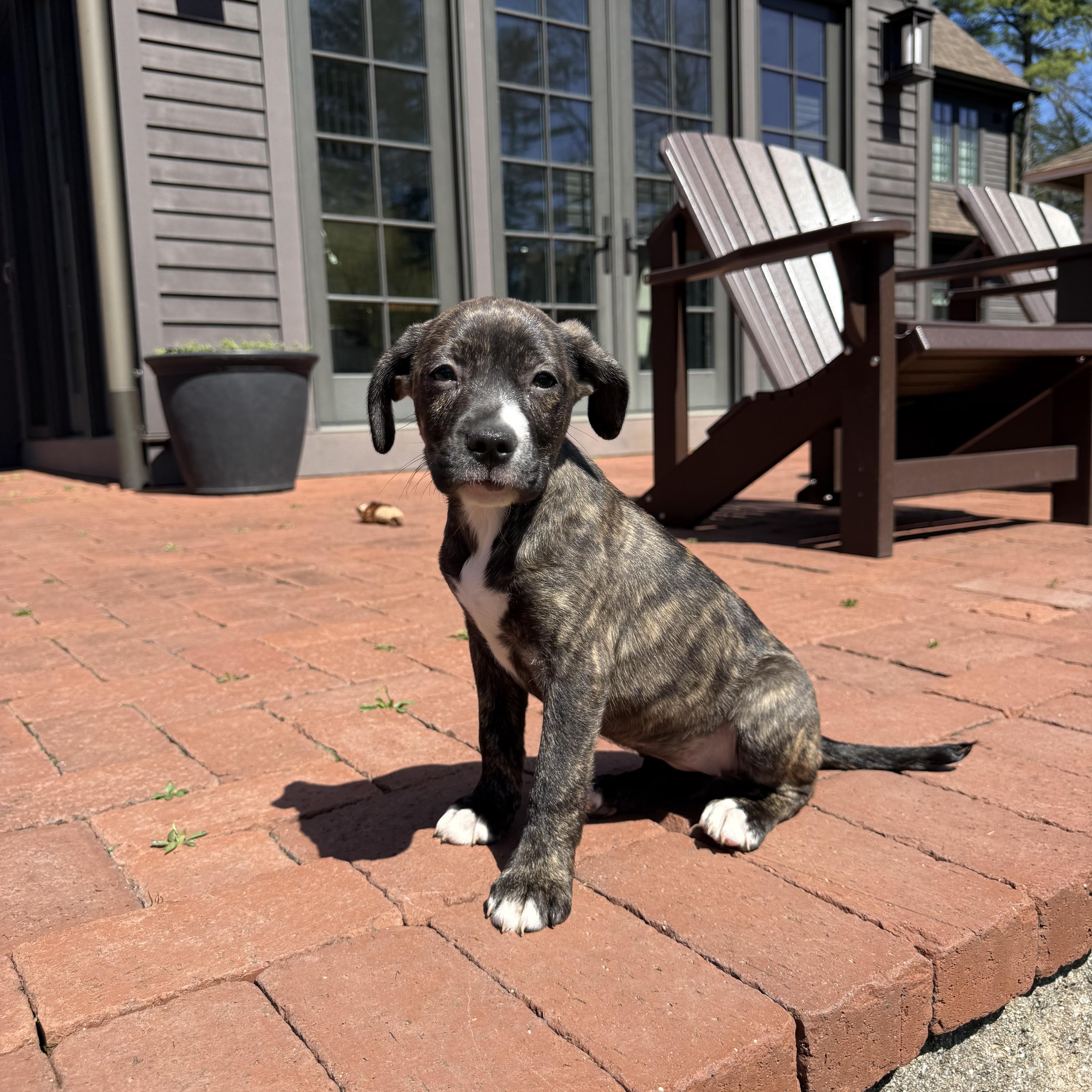 Bailey, Adoptable, Puppy Female Labrador Retriever & Terrier.