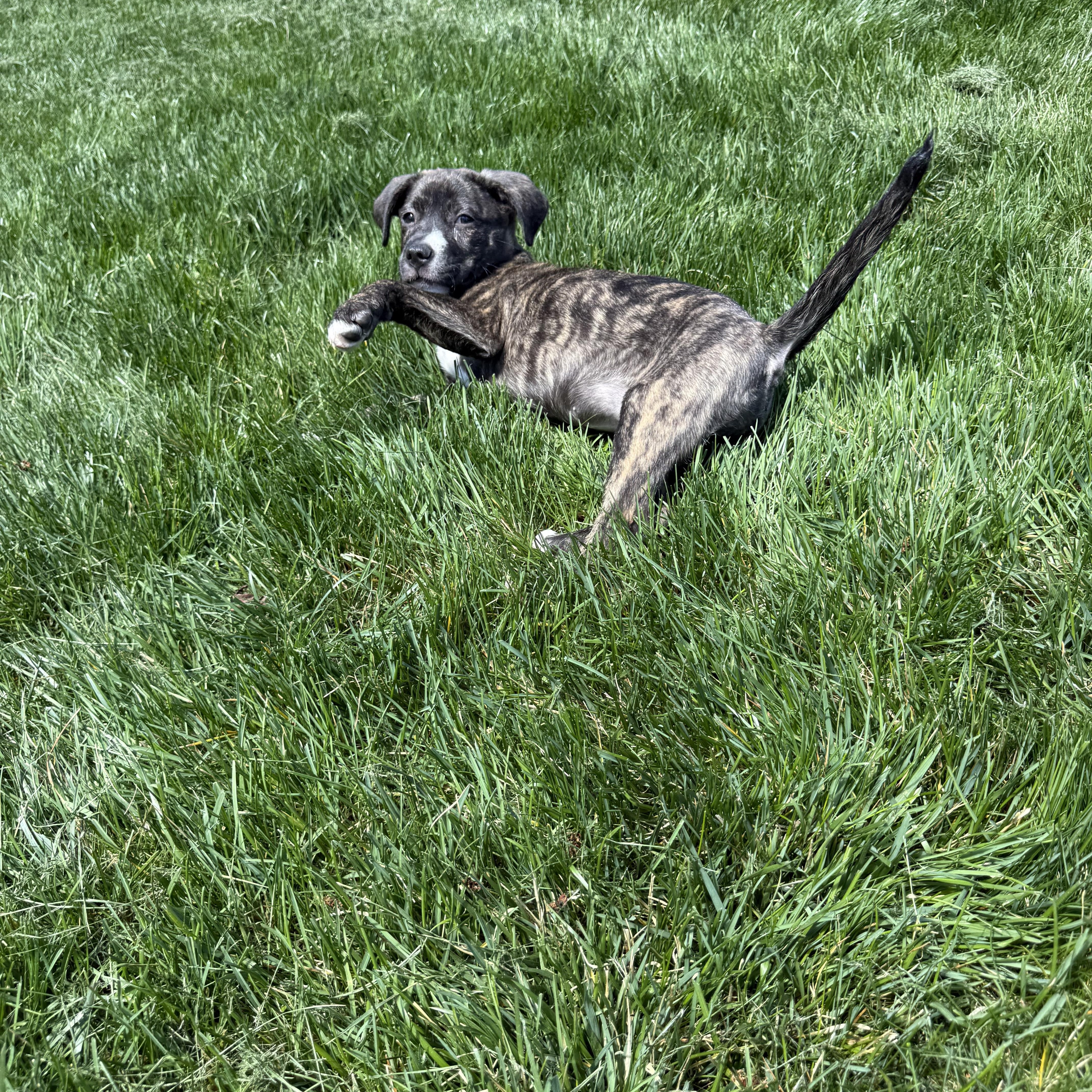 Enlarge Bailey, a Adoptable mixed breed in Randolph, NJ image 3/6