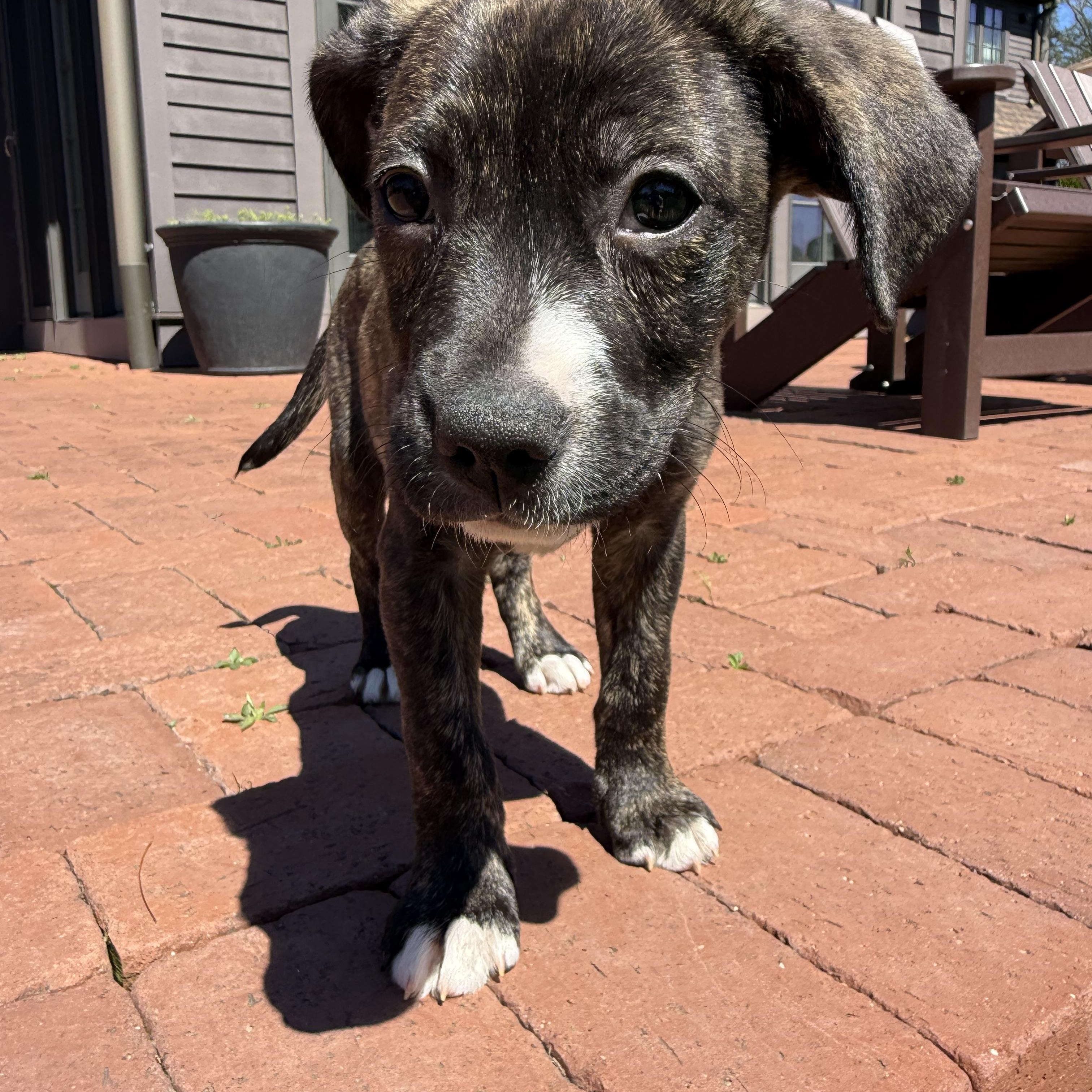 Enlarge Bailey, a Adoptable mixed breed in Randolph, NJ image 2/6