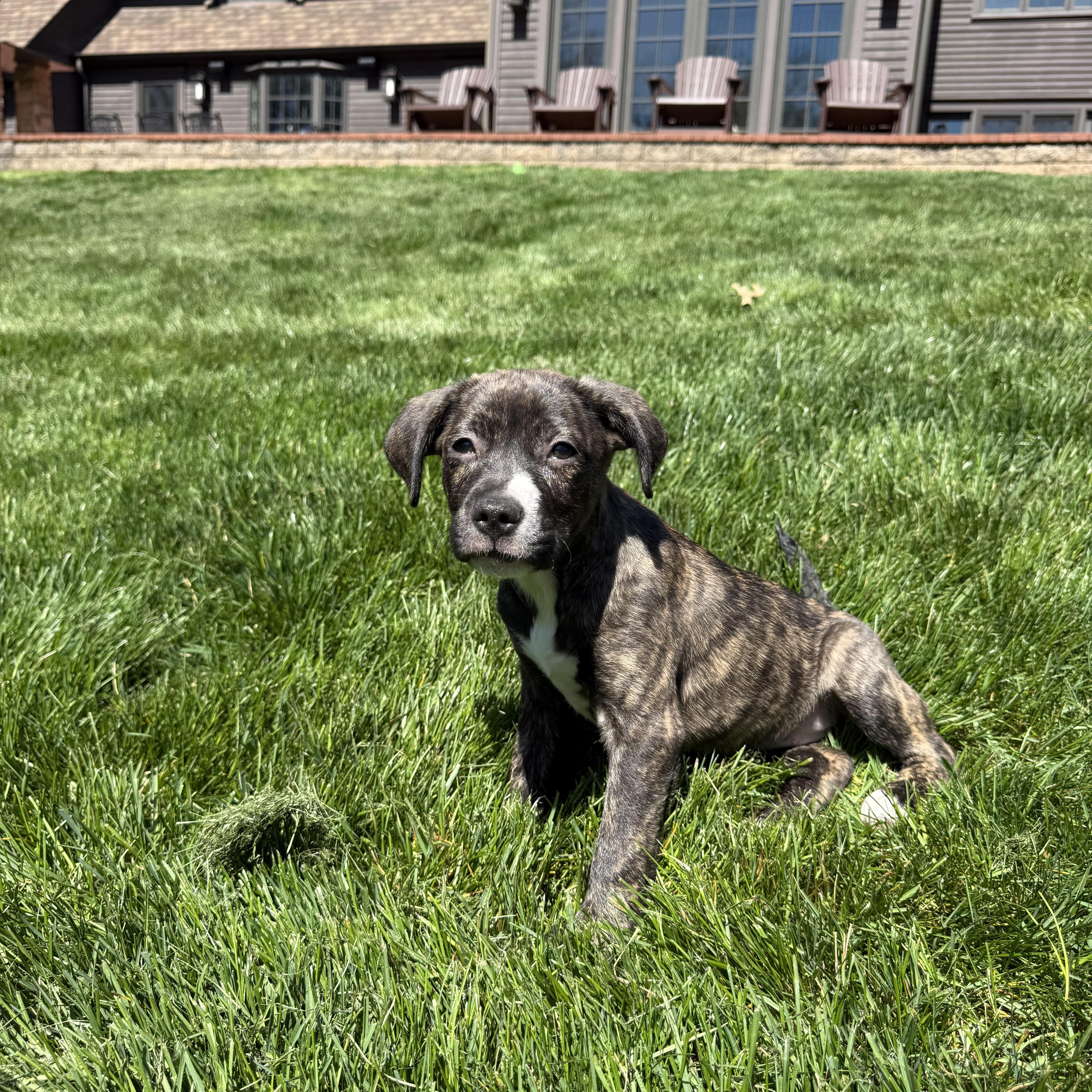 Enlarge Bailey, a Adoptable mixed breed in Randolph, NJ image 4/6