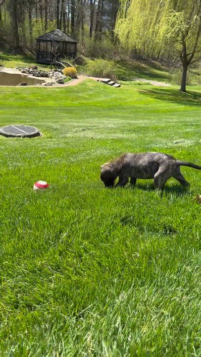 Enlarge Bailey, a Adoptable mixed breed in Randolph, NJ video 6/6