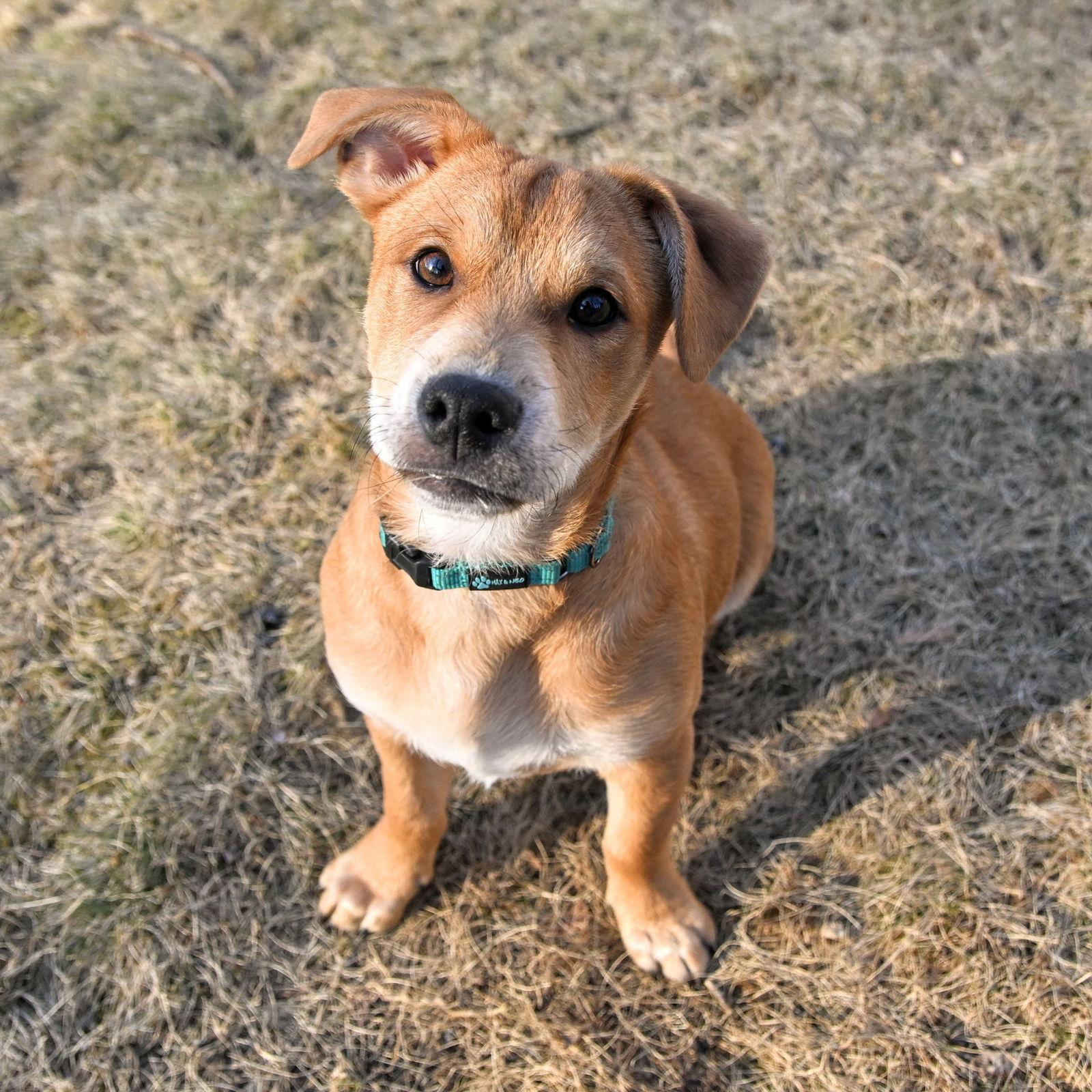 Scrappy, Adoptable, Young Male Beagle.