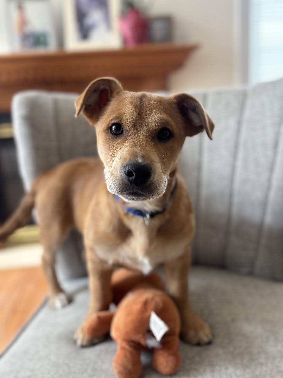 Enlarge Scrappy, a Adoptable Beagle in Arlington, VA image 2/3