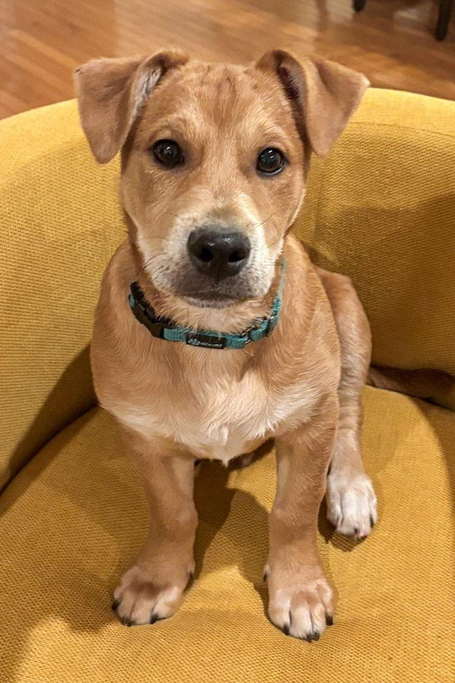 Enlarge Scrappy, a Adoptable Beagle in Arlington, VA image 3/3