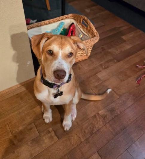 Enlarge Libby, a Adoptable mixed breed in Sheboygan, WI image 3/4