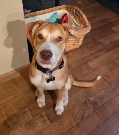 Enlarge Libby, a Adoptable mixed breed in Sheboygan, WI image 1/4