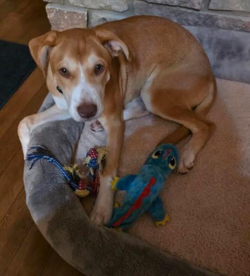 Enlarge Libby, a Adoptable mixed breed in Sheboygan, WI image 2/4