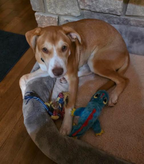 Enlarge Libby, a Adoptable mixed breed in Sheboygan, WI image 4/4
